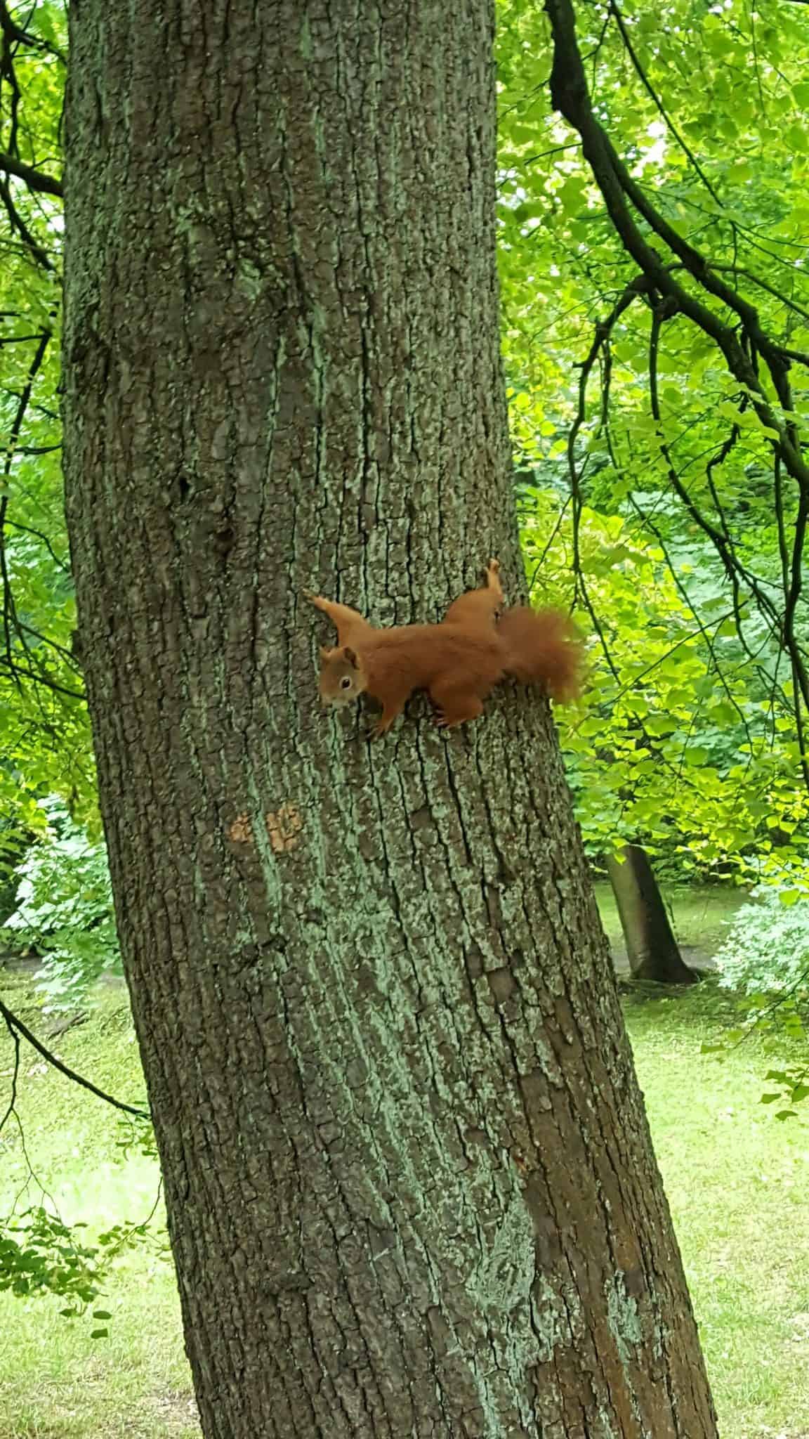 Zielone serce Koszalina